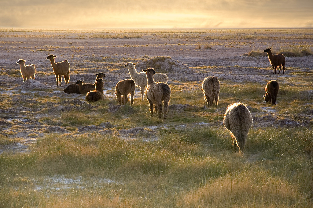 © Luca Galuzzi, https://commons.wikimedia.org/wiki/File:Lamas_in_the_sunset_San_Pedro_de_Atacama_Chile_Luca_Galuzzi_2006.jpg